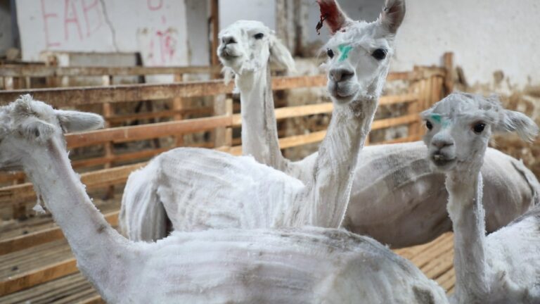 alpacas-min-min