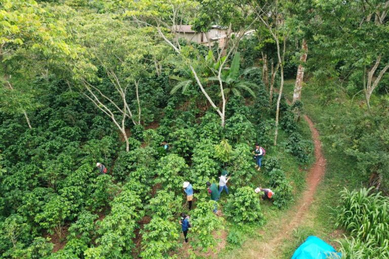 resized_DJI_0895